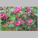 lonicera korolkovii zabellii.jpg
